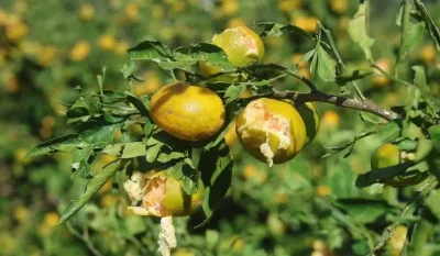 Hasat öncesi dolu ve fırtına mandalina üreticisini vurdu